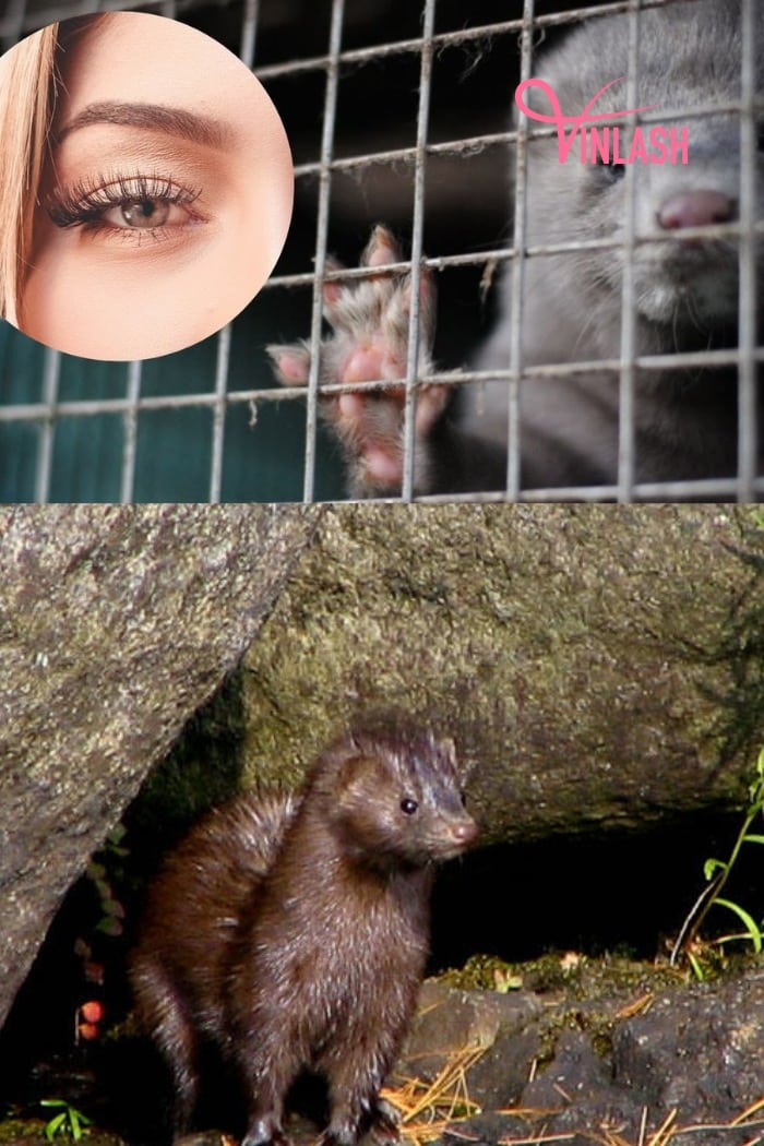 exploring-key-differences-between-synthetic-vs-mink-eyelash-extensions-3